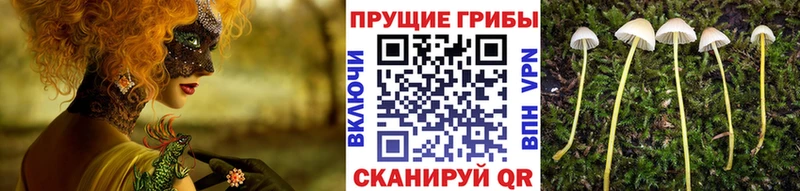 хочу   Реж  Псилоцибиновые грибы Psilocybine cubensis 